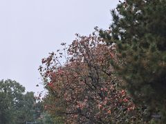 -秦始皇帝陵博物院-丽山园