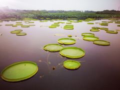 -荷塘月色湿地公园·向阳花洲