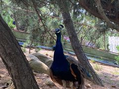 -西霞口神雕山野生动物世界