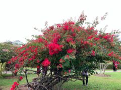 -中国科学院西双版纳热带植物园