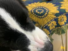 -平行世界·猫咖(首经贸店)
