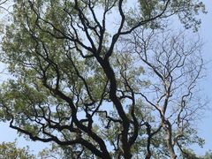 -九龙公园