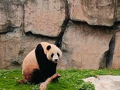-上海野生动物园