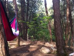 -铁山坪森林公园