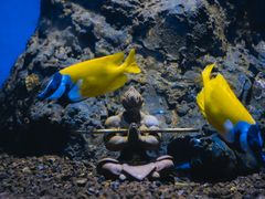 -海合安成都极地海洋公园