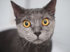 -瑞鹏宠物医院犬猫全科(真大分院)