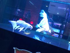 -中环花鸟鱼虫市场
