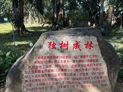 -瑞丽独树成林风景区