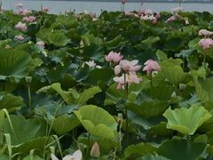 -七的湖·晚芳亭·阳澄湖农家菜·大闸蟹(莲花岛店)