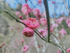 -温州永嘉书院