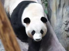 -灵玲国际马戏城