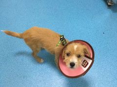 -仁华宠物医院(青羊店)