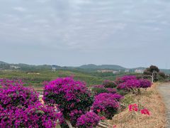 -广垦（茂名）国家热带农业公园