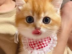 -喜猫·猫舍·洗护寄养