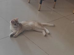 -猫十亿·布偶金渐层·曼基康矮脚猫舍(青年路店)