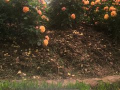 -人民公园(罗湖区)