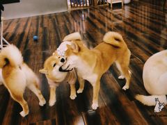 -豆柴町-柴犬主题狗咖(红鼎国际C座店)
