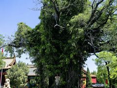 -大槐树寻根祭祖园