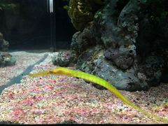 -暹罗海洋世界