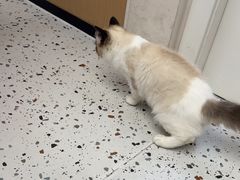 -瑞派康怡24h宠物医院·犬猫医疗中心·微创绝育(瑞景分院)