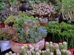 -三圣花乡旅游区