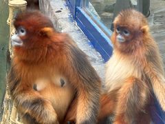 -大连森林动物园