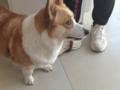 -宠福鑫康馨动物医院·骨科·眼科