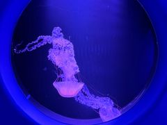 -欢乐海岸海洋奇梦馆