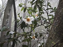 -张家界天门山国家森林公园