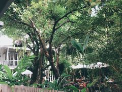 -Fern Forest Cafe