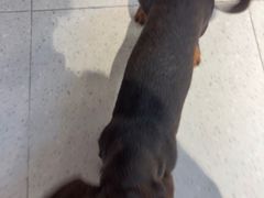 -FAELING PETS美天灵宠物(富力广场店)