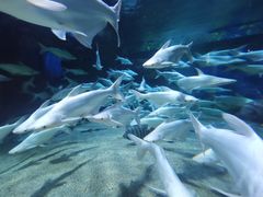 -成都浩海立方海洋公园