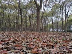 -嘉北郊野公园