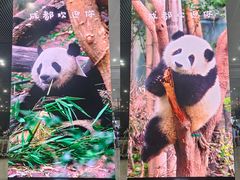 -成都保利公园皇冠假日酒店(熊猫基地店)