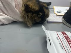 -宠物星动物医院·眼科·异宠·猫科(江南大道总院)