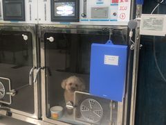 -申普宠物医院·心脏介入·心血管微创(总院)