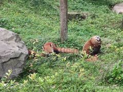 -都江堰中华大熊猫苑
