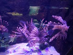 -梦幻海洋王国(吾悦广场张家港店)