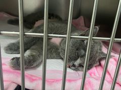 -中农国际动物医院24小时·猫科·骨科·急重症中心