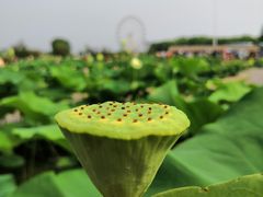 -白洋淀景区