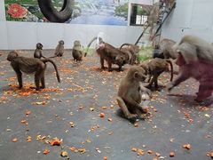 -西安秦岭野生动物园