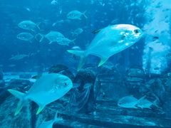 -亚特兰蒂斯•OSSIANO奥西亚诺海底餐厅
