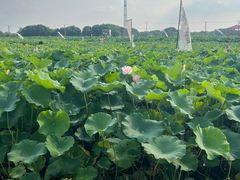 -嘉北郊野公园