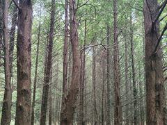 -山王坪喀斯特国家生态公园