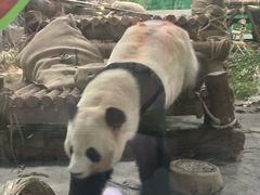 -灵玲国际马戏城