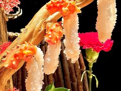 -蟹犇前•帝王蟹雪蟹(陆家嘴店)