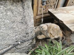 -喵屿·大理花园猫咖