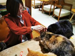 -藏猫猫咖啡主题馆(中央大道店)