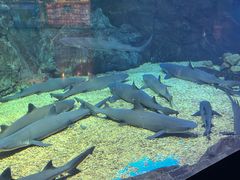 -烟台海昌鲸鲨海洋公园