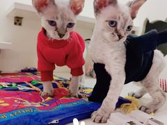 -十年猫舍·猫咪专门店(普陀店)